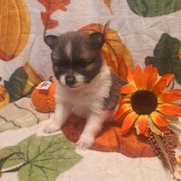 Girl 2 - Tri-colored female Pomeranian puppy in Lore City, Ohio from Tonia's Pomeranians