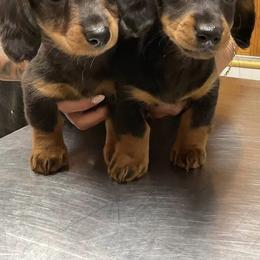 Dachshund Puppies from Libby’s Legacy Doxies