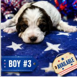 Boy 3 - Liver white and tan male English Springer Spaniel puppy in Socorro, New Mexico from Huntin' Buddies