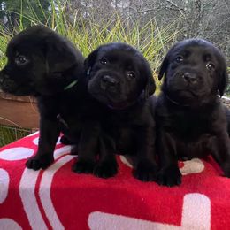 English Springer Spaniel and Labrador Retriever Puppies from Buffie Gonzales