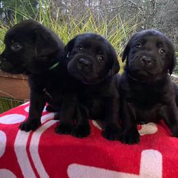 English Springer Spaniel and Labrador Retriever Puppies from Buffie Gonzales