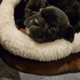 French Bulldog Puppies from A&D Frenchies