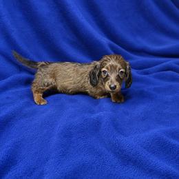 Jaxson - Red male Dachshund puppy in Richmond, Virginia from Paw Prints