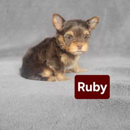 Ruby - Chocolate, tan and white female Yorkshire Terrier puppy in Middleton, Idaho from Rocky Mountain Yorkies