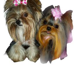 Yorkshire Terrier All Grown Up from Reese's Angelface Yorkies