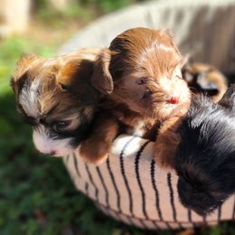 Chinese Crested Puppies from Charming Cresteds Kennel