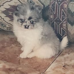 Pomeranian Puppies from La Belle Pomeranians