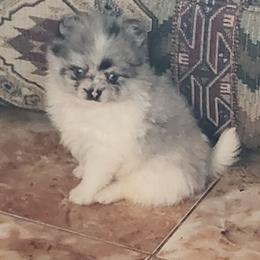 Pomeranian Puppies from La Belle Pomeranians