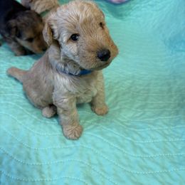 Airedale Terrier, Lakeland Terrier, and Norfolk Terrier Puppies from Hi-Kel Terrydale Lakeland Terriers and Terrydale HK Airedales & Norfolk Terriers