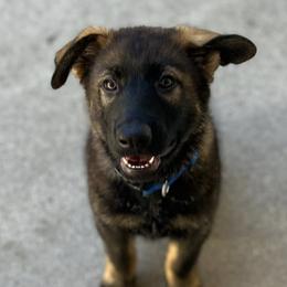 German Shepherds from Lunaris
