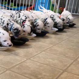 Dalmatian Puppies from Chalet Dalmatians