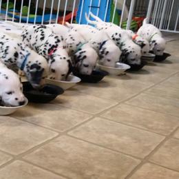Dalmatian Puppies from Chalet Dalmatians