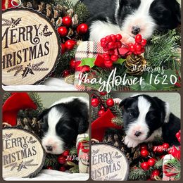 (5) Mayflower 1620 - Black tri-color female Australian Shepherd puppy in Huntington, Texas from JKKJ Farms