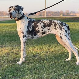 Opie - Great Dane