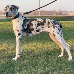 Opie - Great Dane