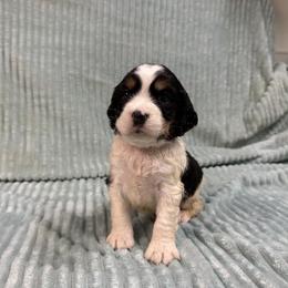 02 Loretta turquoise collar - Black white and tan female English Springer Spaniel puppy in Comer, Georgia from Stratton Spaniels