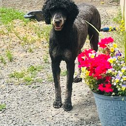 Gypsy - Poodle