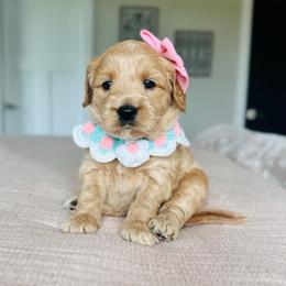 Jessie - Apricot female Goldendoodle puppy in Sterling, Illinois from Charley's Goldendoodles