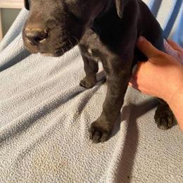 Black Bullet - Catahoula Leopard Dog puppy in Pavillion, Wyoming from TNT Catahoulas