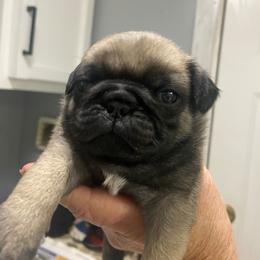 Boy 1 - Fawn male Pug puppy in Olin, North Carolina from Piggy Pugs
