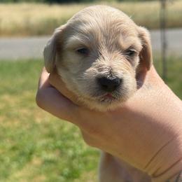 Ckc  cream female longhair - Red female Dachshund puppy in Anderson, California from Golden Paws Dachshunds