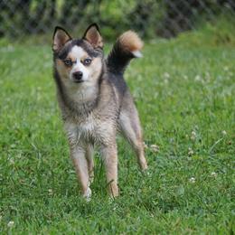 Pomsky puppies from Mountain High Kennels