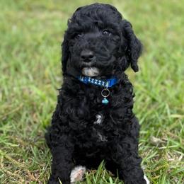 Davis - Black male Poodle puppy in Willacoochee, Georgia from Kitandkboodle's Doodles