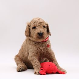 Poodle Puppies from Absolutely Pampered Poodles
