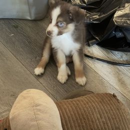 Reba - Red tri female Miniature Australian Shepherd puppy in Ocala, Florida from Young Pups