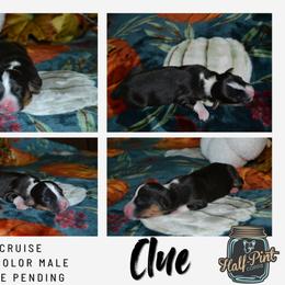 Clue - Black and tan male Pembroke Welsh Corgi puppy in Poteau, Oklahoma from Half-Pint Corgis
