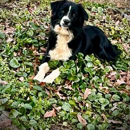 Marcie - Australian Shepherd