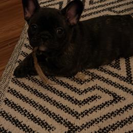 Anise - Brindle female French Bulldog puppy in Billings, Montana from Sugarloaf French bulldogs and Australian cattle dogs