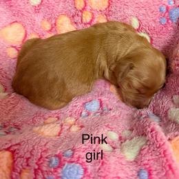 Pink collar - Apricot female Goldendoodle puppy in Indianapolis, Indiana from ZuGolden Retrievers & Doodles