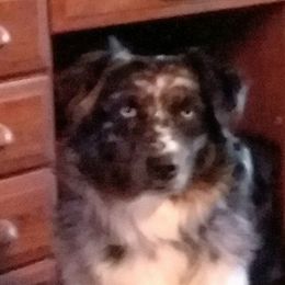 Jazz - Australian Shepherd