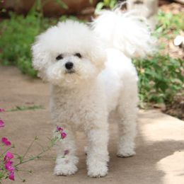 Tulip - Bichon Frise