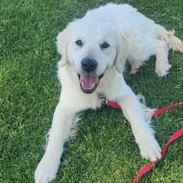 Golden Retrievers from Seascape Golden Retrievers