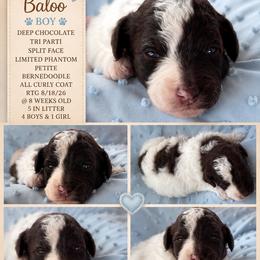 Baloo - Tri-color male Bernedoodle puppy in Rising Sun, Indiana from Ruby Lane Doodles