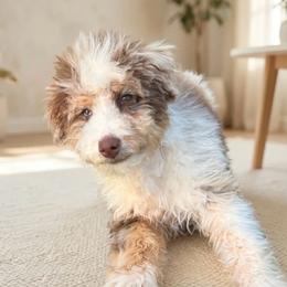 Breve - Chocolate merle female Bernedoodle puppy in Travelers Rest, South Carolina from Bernedoodle.do