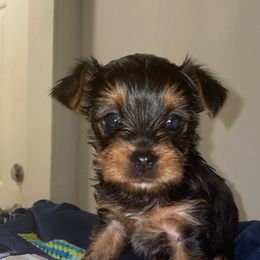 Yorkshire Terrier Puppies from Purple Ribbon Yorkie Kennel