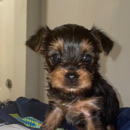Yorkshire Terrier Puppies from Purple Ribbon Yorkie Kennel