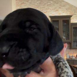 Hunter Moon - Black and white male German Shorthaired Pointer puppy in San Antonio, Texas from Alvarado Farm Kennels, LLC