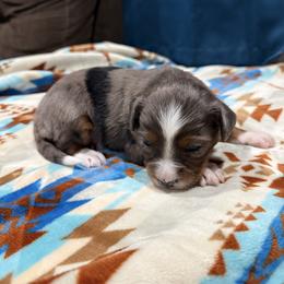 Cricket - Blue merle female Miniature Australian Shepherd puppy in Marion, Michigan from Highland Hills Mini Aussies