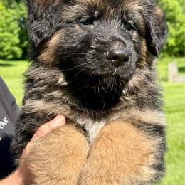 Red boy - Black and red male German Shepherd puppy in Johnstown, Ohio from Vom Haus Neufus