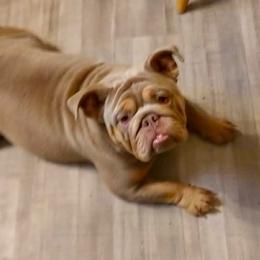 Kona - Bulldog