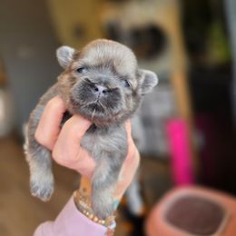 Maryellen - Blue female Shih Tzu puppy in Lancaster, Ohio from Wandering Tzu