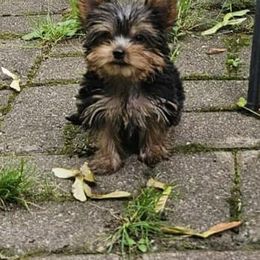 Yorkshire Terrier puppies from Mark Carfagno's Pups