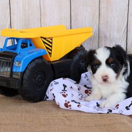Toy Australian Shepherd Puppies from Diamond Bar N Ranch