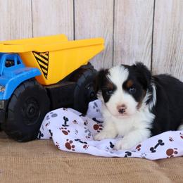 Toy Australian Shepherd Puppies from Diamond Bar N Ranch