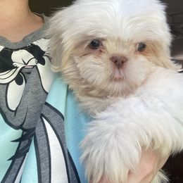Coconut - White female Shih Tzu puppy in Double Springs, Alabama from Little Friends Kennel