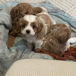 Simon - Red male Cavapoo puppy in St George, Utah from Pearson's Poodles
